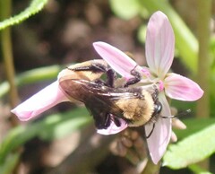 Melandrena