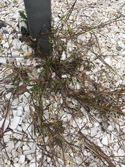 Digitaria sanguinalis