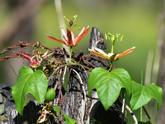 Passiflora herbertiana