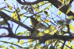 Setophaga coronata coronata × auduboni
