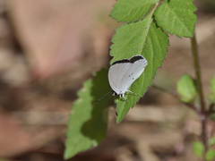 Candalides xanthospilos