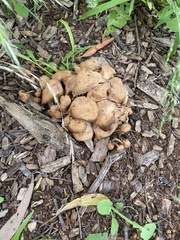 Scleroderma citrinum