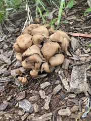 Scleroderma citrinum