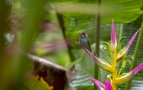 Geoffroy's Daggerbill (Schistes geoffroyi), photo 8