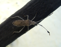 Chariesterus moestus