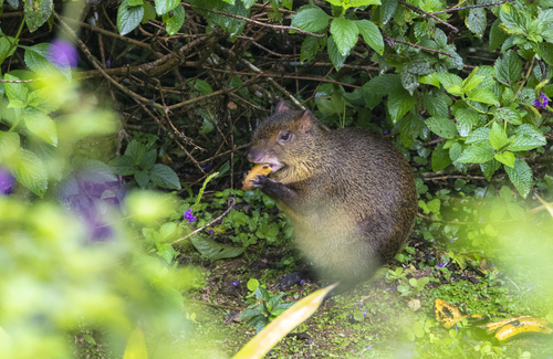 Brown Agouti