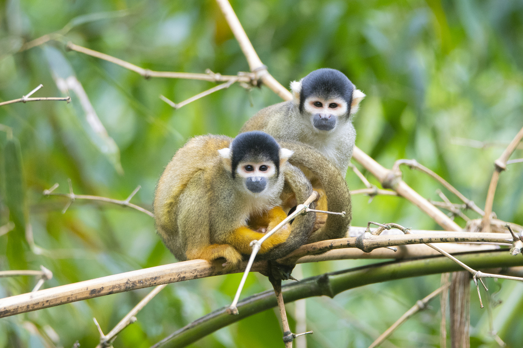 Bolivian Squirrel Monkey