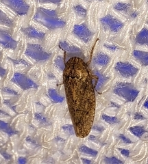Curtara insularis