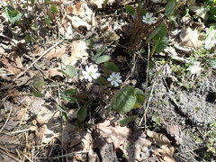 Jeffersonia diphylla