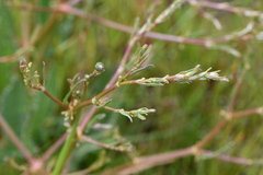Rumex dumosus