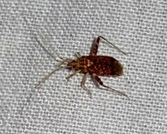 Phytocoris puella