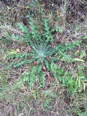 Cirsium horridulum