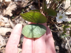 Jeffersonia diphylla