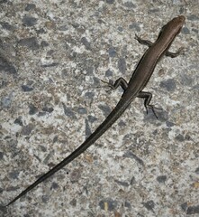 Lampropholis delicata