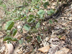 Jeffersonia diphylla