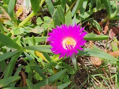 Carpobrotus glaucescens
