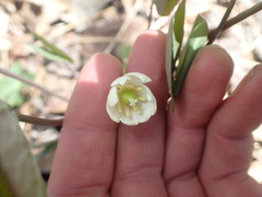 Jeffersonia diphylla