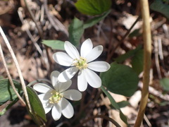 Jeffersonia diphylla