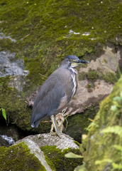 Tigrisoma fasciatum