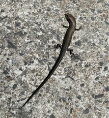 Lampropholis delicata