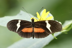 Heliconius clysonymus