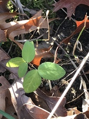 Taenidia integerrima
