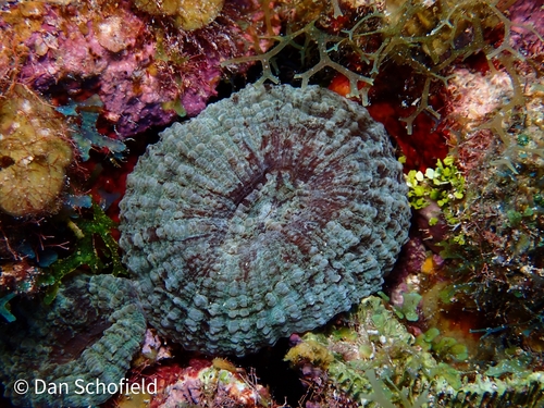 Atlantic Mushroom Coral