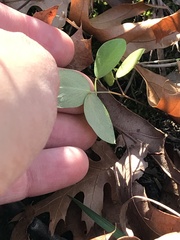 Taenidia integerrima