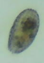 Colepidae