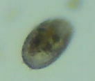Colepidae