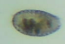 Colepidae