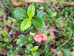 Barleria repens