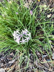 Tulbaghia violacea