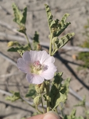 Sphaeralcea fulva