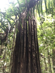 Aspidosperma excelsum