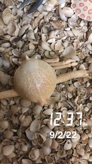 Persephona aquilonaris