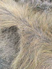 Sporobolus pumilus