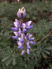 Lupinus succulentus
