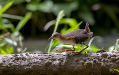 Laterallus melanophaius