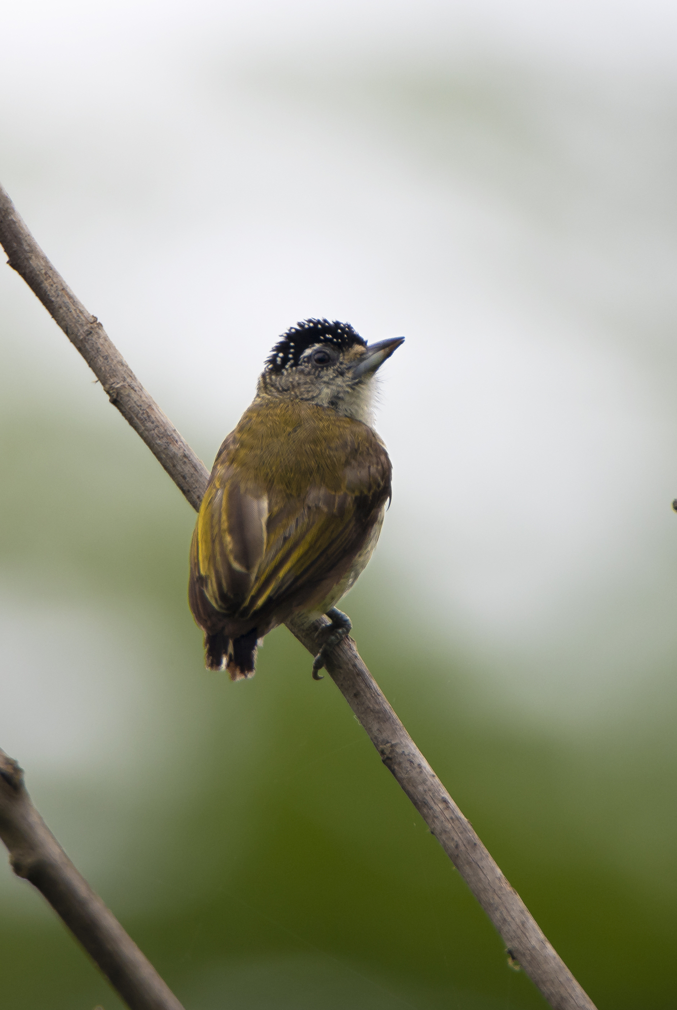 Fine-barred Piculet (Picumnus subtilis), photo 5