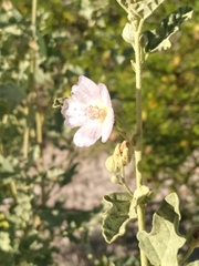 Sphaeralcea fulva