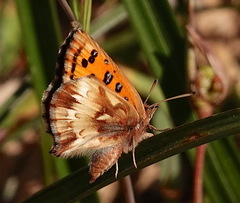 Chrysoritis pan lysander