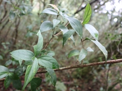 Viburnum integrifolium