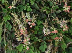 Indigofera spicata