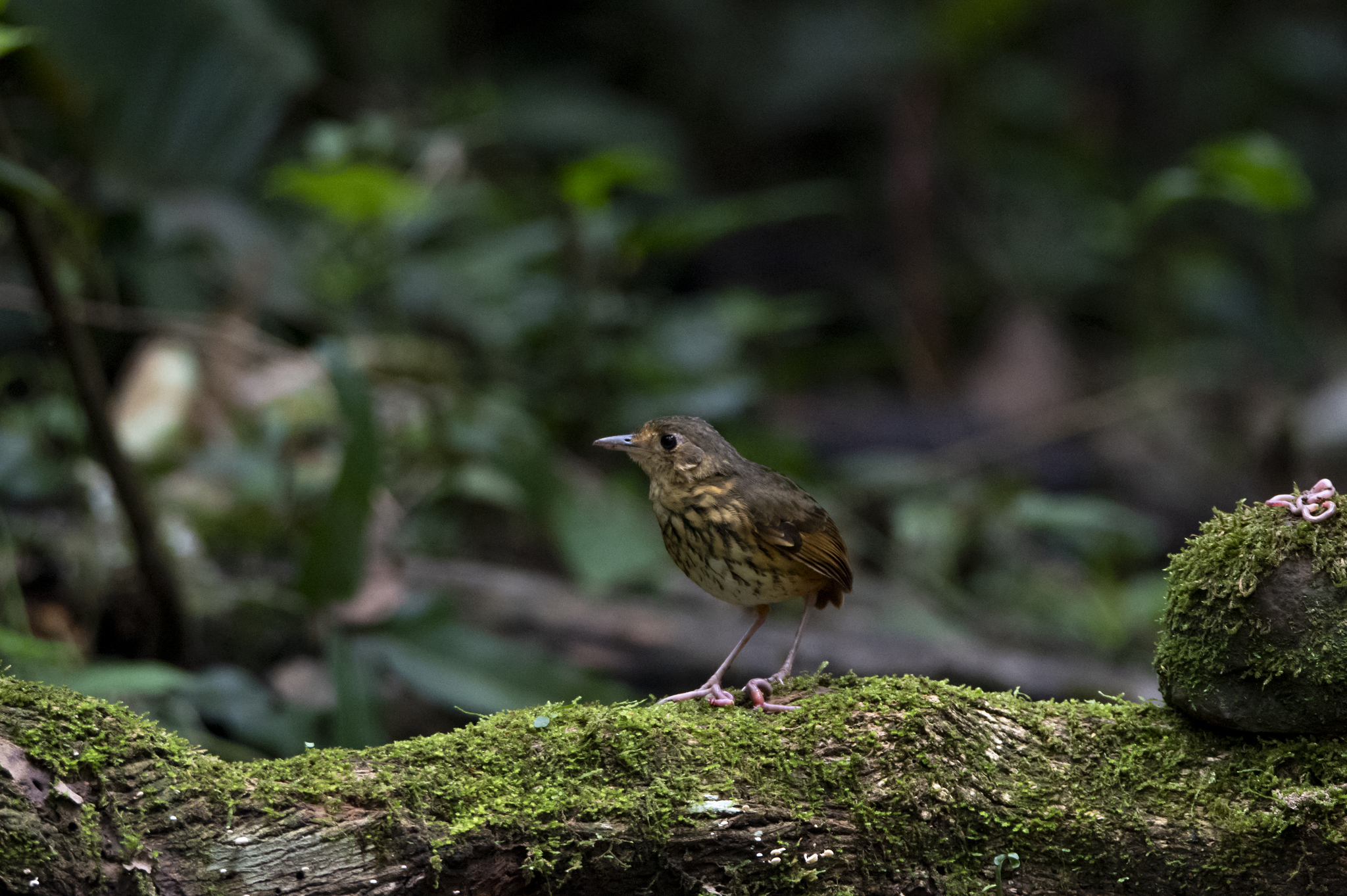 Amazonian Antpitta illustration