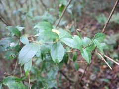 Viburnum integrifolium