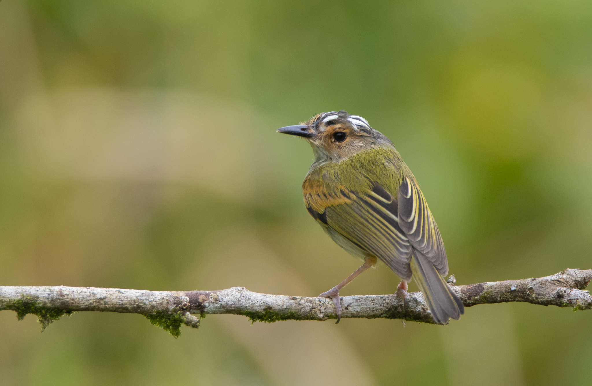 Rusty-fronted Tody-Flycatcher illustration