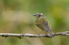 Poecilotriccus latirostris