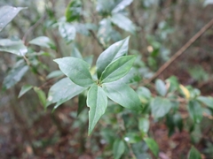 Viburnum integrifolium
