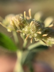 Baccharis sordescens